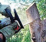 Reliable Pine Island, MN Tree Care Solutions