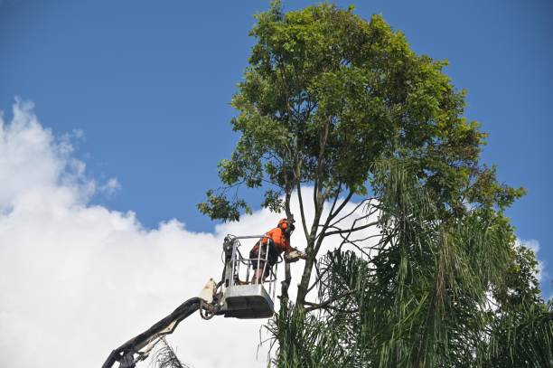 How Our Tree Care Process Works  in  Pine Island, MN