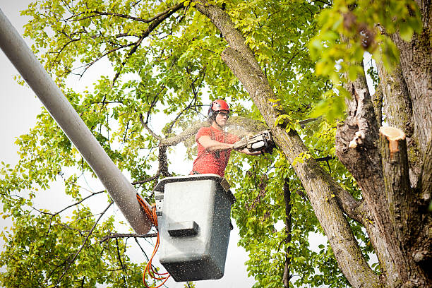 How Our Tree Care Process Works  in  Pine Island, MN