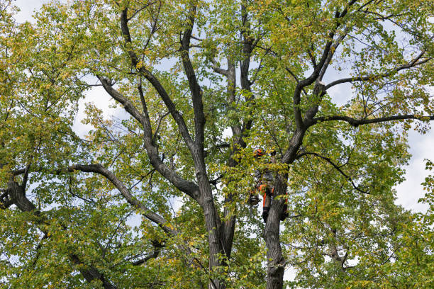 Seasonal Cleanup (Spring/Fall) in Pine Island, MN